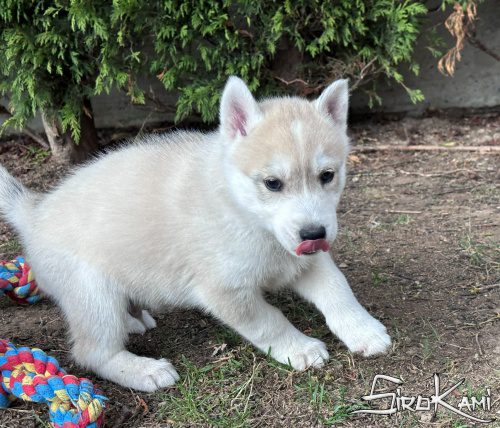 siberian husky gris y blanco tekken del sirokami 4