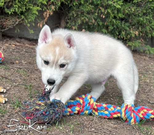 siberian husky gris y blanco tekken del sirokami 5