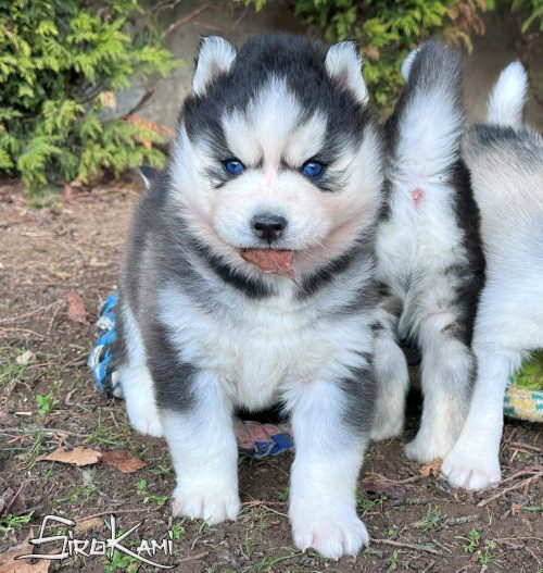 Comprar cachorro de husky siberiano yoko del sirokami 2