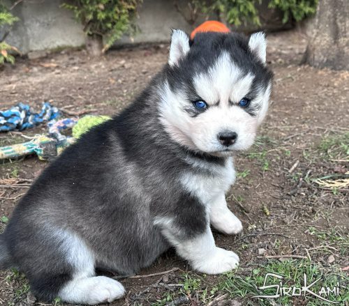 Comprar cachorro de husky siberiano yoko del sirokami 3