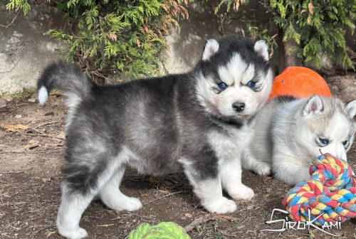 Comprar cachorro de husky siberiano yoko del sirokami 4
