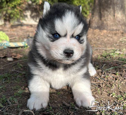 Comprar cachorro de husky siberiano yoko del sirokami 5