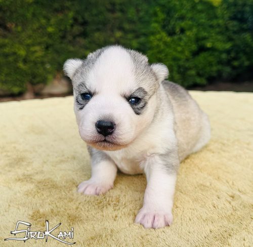 Comprar husky cachorro ojos azules sally del sirokami 2