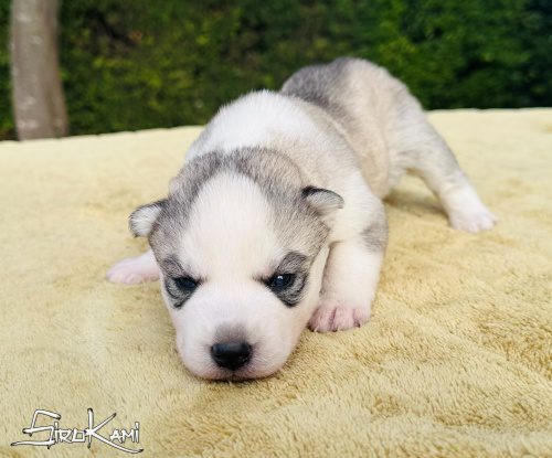 Comprar husky cachorro ojos azules sally del sirokami 3