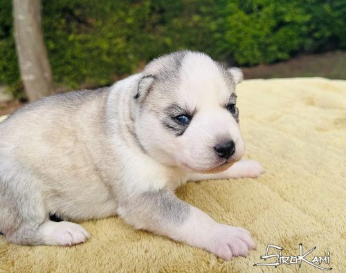 Comprar husky cachorro ojos azules sally del sirokami 4