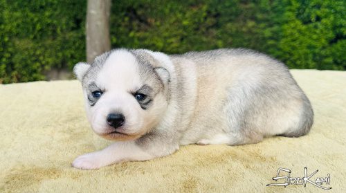 Comprar husky cachorro ojos azules sally del sirokami 5