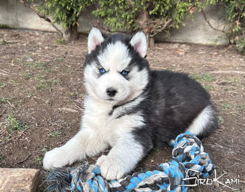 comprar cachorro siberian husky puka del sirokami 2