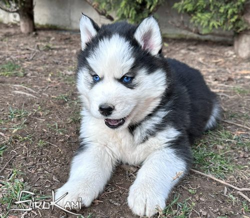 comprar cachorro siberian husky puka del sirokami 3