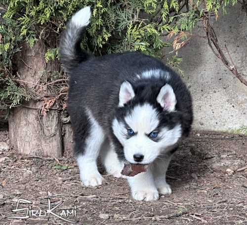 comprar cachorro siberian husky puka del sirokami 4
