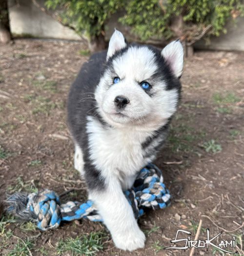 comprar cachorro siberian husky puka del sirokami 5