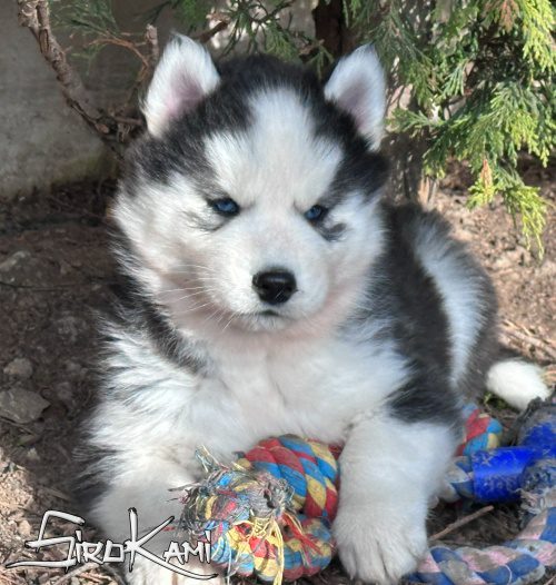 comprar perro siberian husky kuro del sirokami 2