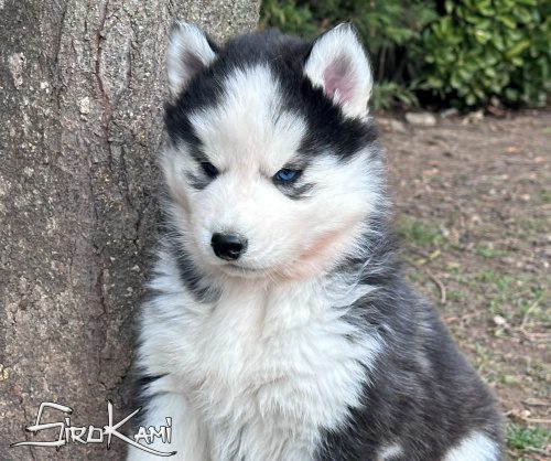 comprar perro siberian husky kuro del sirokami 3