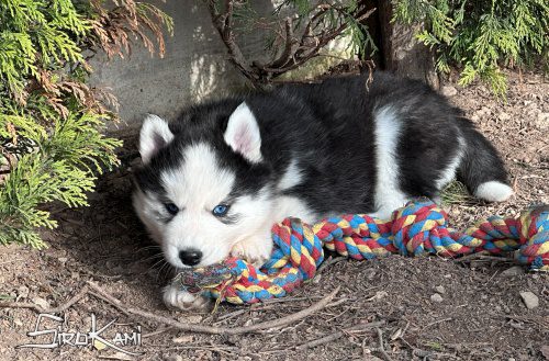 comprar perro siberian husky kuro del sirokami 4
