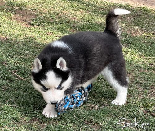comprar perro siberian husky kuro del sirokami 5