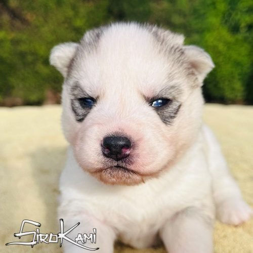 comprar un husky ojos azules neji del sirokami 2