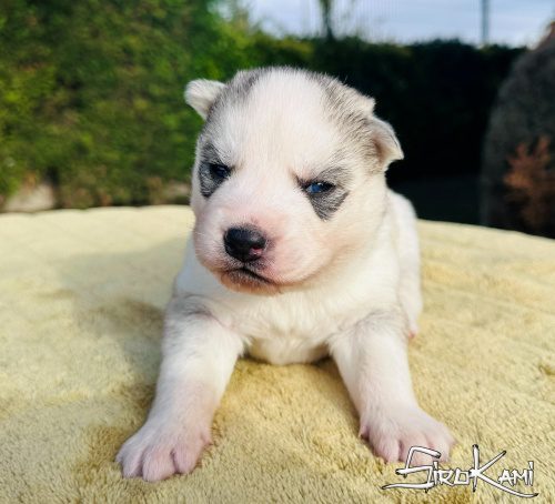 comprar un husky ojos azules neji del sirokami 3