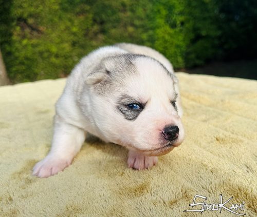 comprar un husky ojos azules neji del sirokami 4