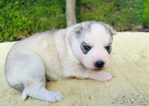 comprar un husky ojos azules neji del sirokami 5