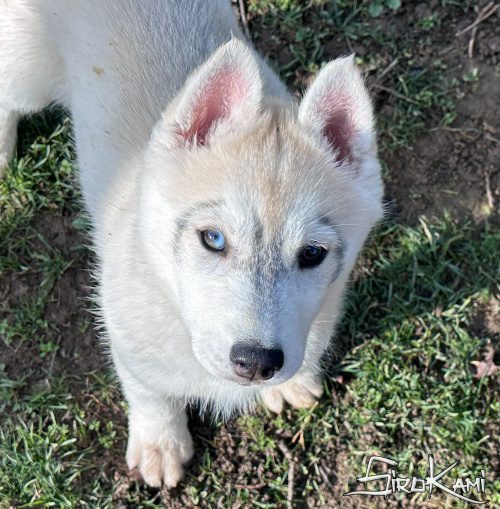 husky blanco y gris hembra