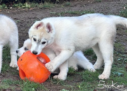 husky blanco y gris anais del sirokami 4