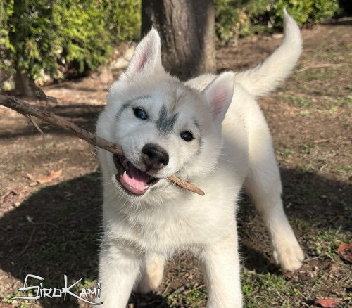 husky blanco y gris anais del sirokami 5