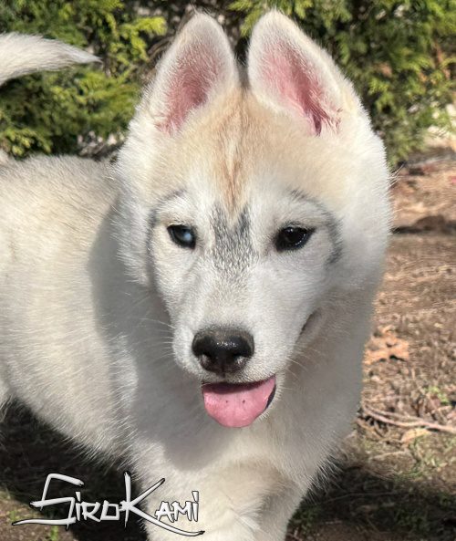 husky blanco y gris anais del sirokami husky blanco y gris