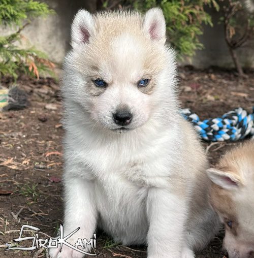 husky gris con ojos azules ash del sirokami 2