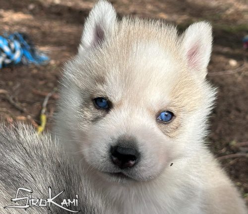 husky gris con ojos azules ash del sirokami 3