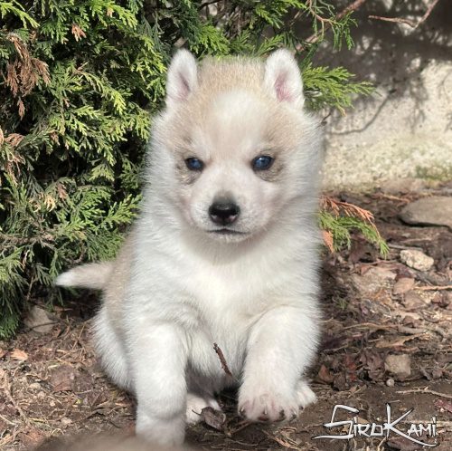 husky gris con ojos azules ash del sirokami 4
