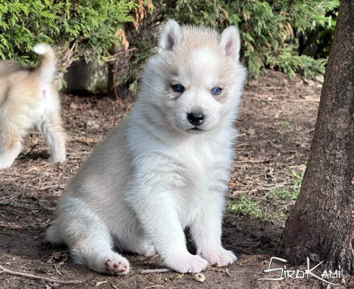 husky gris con ojos azules ash del sirokami 5