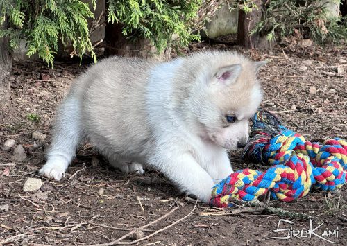 husky gris con ojos azules ash del sirokami 6
