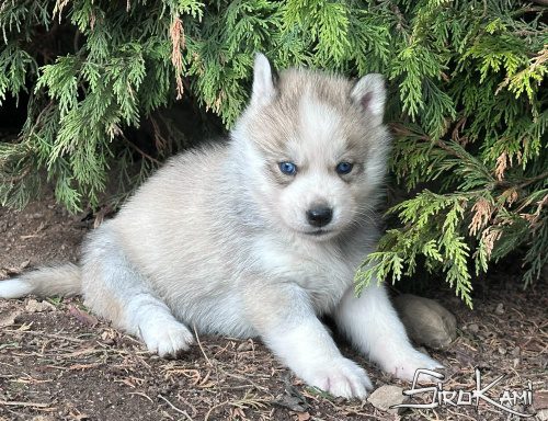 husky gris ojos azules orkan del sirokami 2