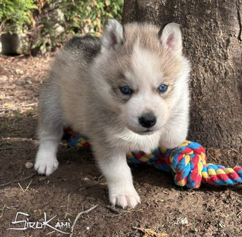 husky gris ojos azules orkan del sirokami 3