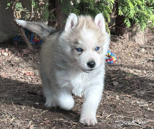 husky gris ojos azules orkan del sirokami 4