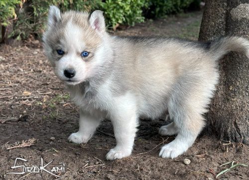 husky gris ojos azules orkan del sirokami 5