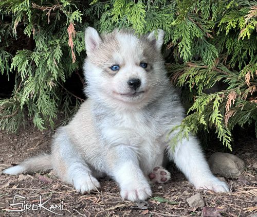 husky gris ojos azules orkan del sirokami 6