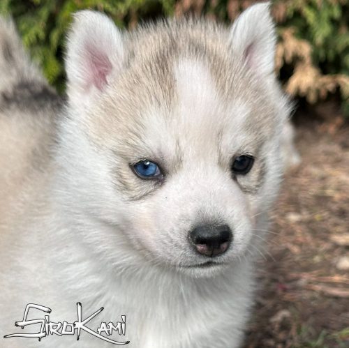 husky gris ojos diferentes nanuka del sirokami 2