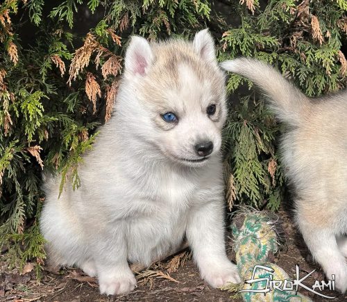 husky gris ojos diferentes nanuka del sirokami 3
