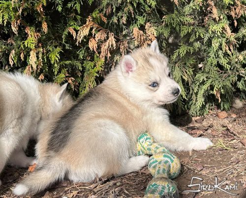 husky gris ojos diferentes nanuka del sirokami 4
