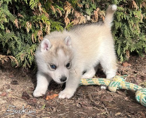 husky gris ojos diferentes nanuka del sirokami 5