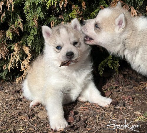 husky gris ojos diferentes nanuka del sirokami 6