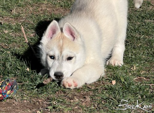 husky gris y blanco anais del sirokami 3