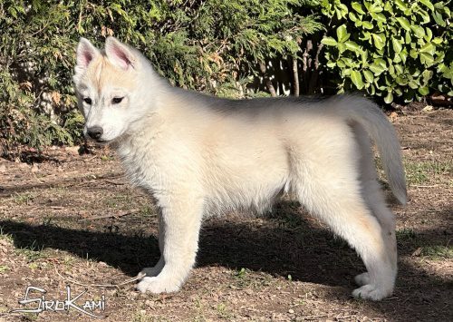 husky gris y blanco anais del sirokami 4