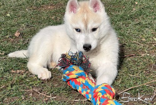 husky gris y blanco anais del sirokami 6