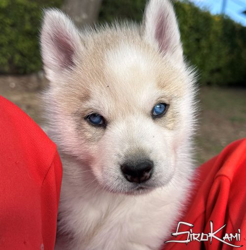 husky siberiano gris ash del sirokami 3