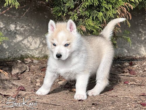 husky siberiano gris ash del sirokami 4