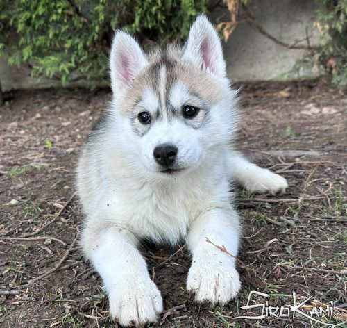 husky siberiano gris cachorro cheryl del sirokami 3