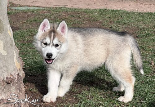 husky siberiano gris cachorro cheryl del sirokami 5