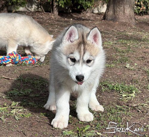 husky siberiano gris cachorro cheryl del sirokami 7