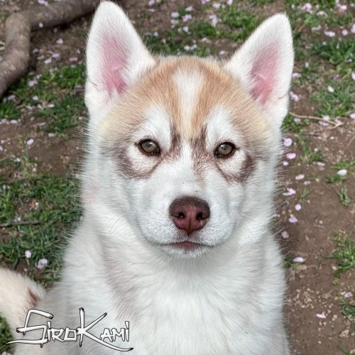 cachorro husky
